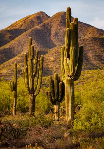 Scottsdale, Arizona, USA, cacti by the mountains Wallpaper 1668x2388