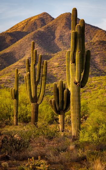 Scottsdale, Arizona, USA, cacti by the mountains Wallpaper 1752x2800