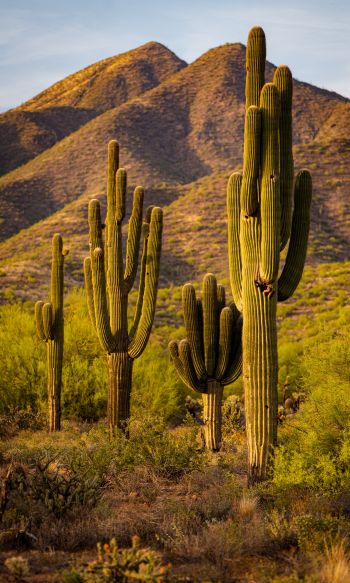 Scottsdale, Arizona, USA, cacti by the mountains Wallpaper 1200x2000