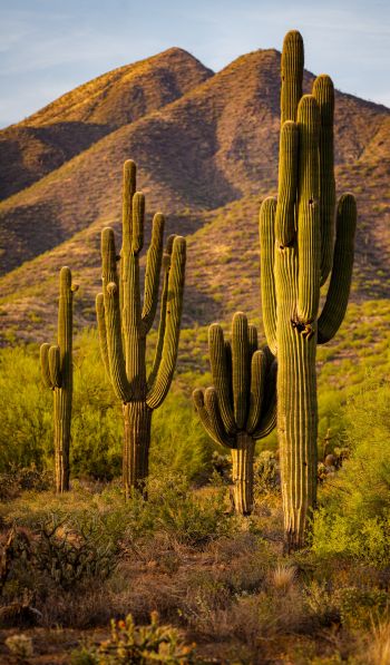 Scottsdale, Arizona, USA, cacti by the mountains Wallpaper 600x1024