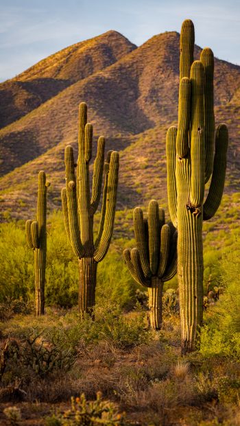 Scottsdale, Arizona, USA, cacti by the mountains Wallpaper 640x1136