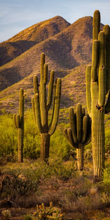 Scottsdale, Arizona, USA, cacti by the mountains Wallpaper 720x1440