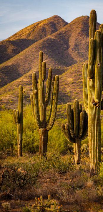 Scottsdale, Arizona, USA, cacti by the mountains Wallpaper 1080x2220