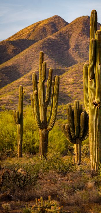 Scottsdale, Arizona, USA, cacti by the mountains Wallpaper 720x1520
