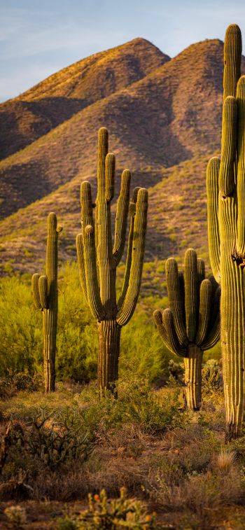 Scottsdale, Arizona, USA, cacti by the mountains Wallpaper 1125x2436