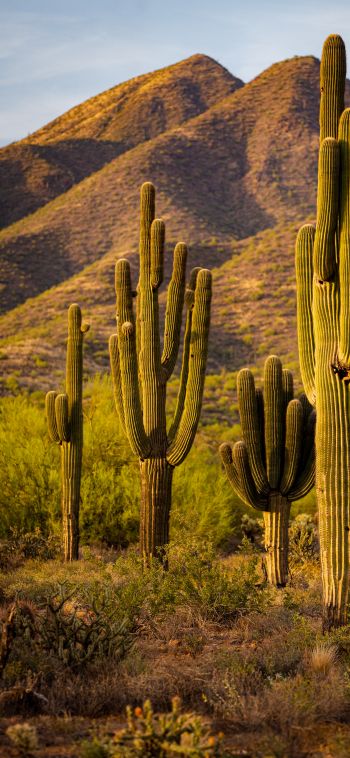 Scottsdale, Arizona, USA, cacti by the mountains Wallpaper 1080x2340