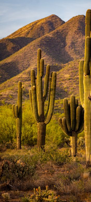 Scottsdale, Arizona, USA, cacti by the mountains Wallpaper 1440x3200