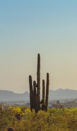 mountain ranges, cacti, USA Wallpaper 600x1024