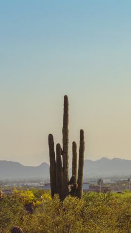 mountain ranges, cacti, USA Wallpaper 1080x1920
