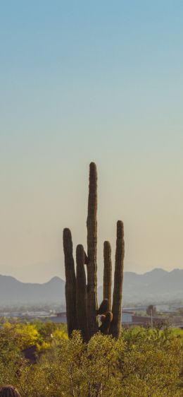 mountain ranges, cacti, USA Wallpaper 1284x2778