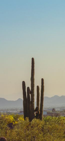 mountain ranges, cacti, USA Wallpaper 1080x2340