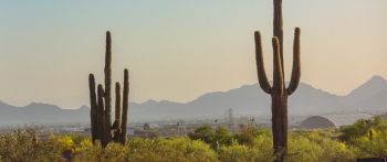 mountain ranges, cacti, USA Wallpaper 2560x1080