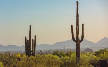 mountain ranges, cacti, USA Wallpaper 2560x1600