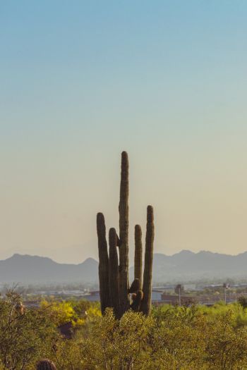 mountain ranges, cacti, USA Wallpaper 640x960