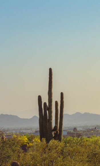 mountain ranges, cacti, USA Wallpaper 1200x2000
