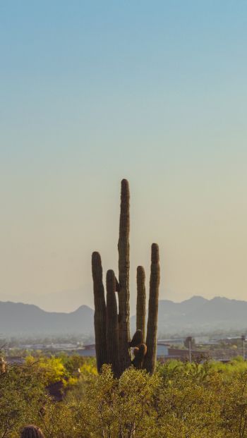 mountain ranges, cacti, USA Wallpaper 640x1136