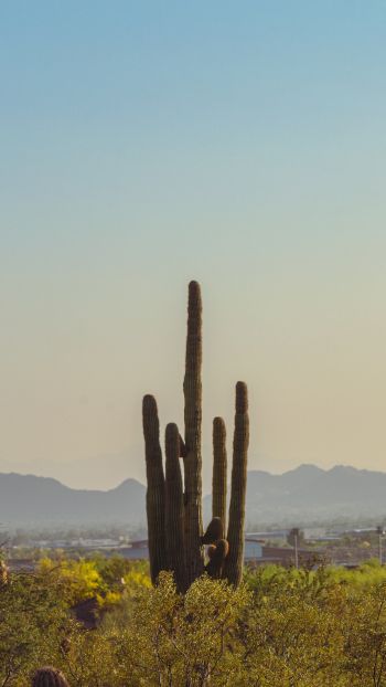 mountain ranges, cacti, USA Wallpaper 1080x1920