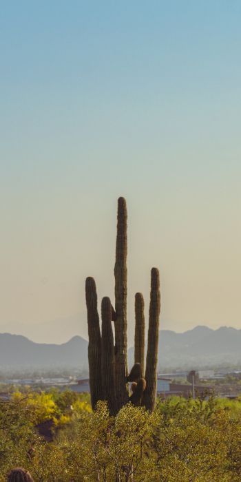 mountain ranges, cacti, USA Wallpaper 720x1440