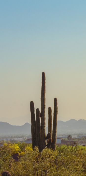 mountain ranges, cacti, USA Wallpaper 1080x2220
