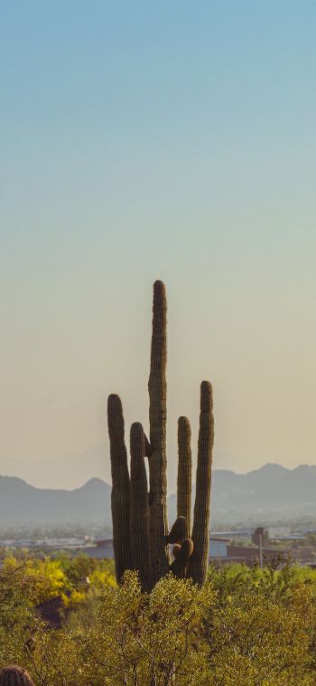 mountain ranges, cacti, USA Wallpaper 1080x2340