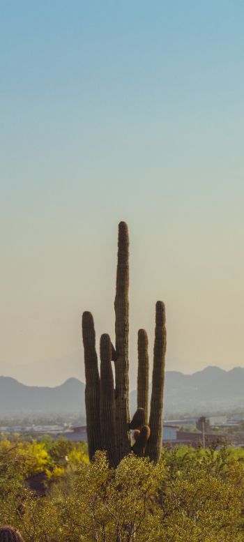 mountain ranges, cacti, USA Wallpaper 1440x3200