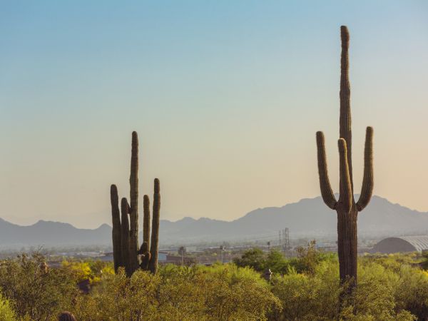 mountain ranges, cacti, USA Wallpaper 800x600