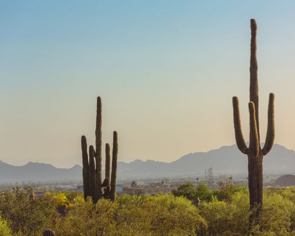 mountain ranges, cacti, USA Wallpaper 1280x1024