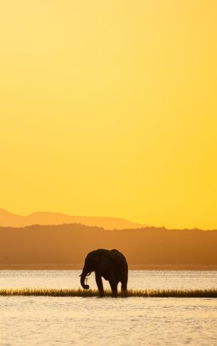wild nature, safari, elephant Wallpaper 1752x2800