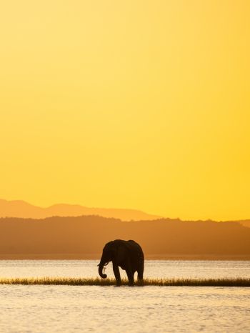 wild nature, safari, elephant Wallpaper 1620x2160
