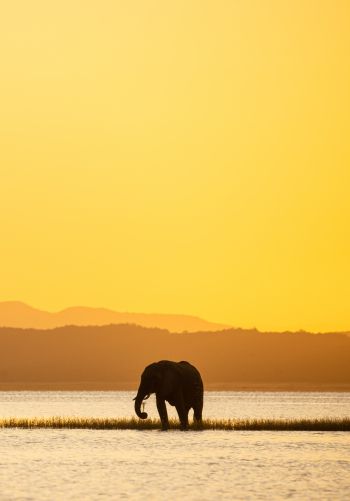wild nature, safari, elephant Wallpaper 1668x2388