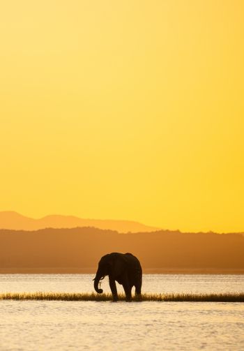 wild nature, safari, elephant Wallpaper 1640x2360