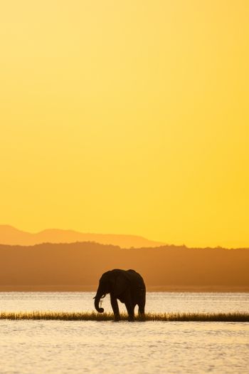 wild nature, safari, elephant Wallpaper 640x960