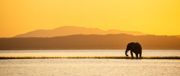 wild nature, safari, elephant Wallpaper 2560x1080