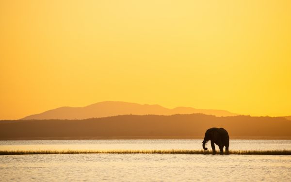 wild nature, safari, elephant Wallpaper 2560x1600