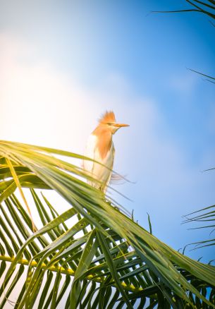 beautiful bird, palm tree Wallpaper 1640x2360