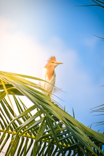 beautiful bird, palm tree Wallpaper 640x960