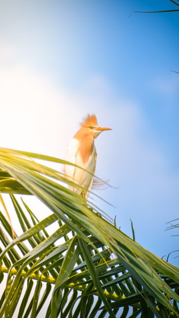 beautiful bird, palm tree Wallpaper 640x1136