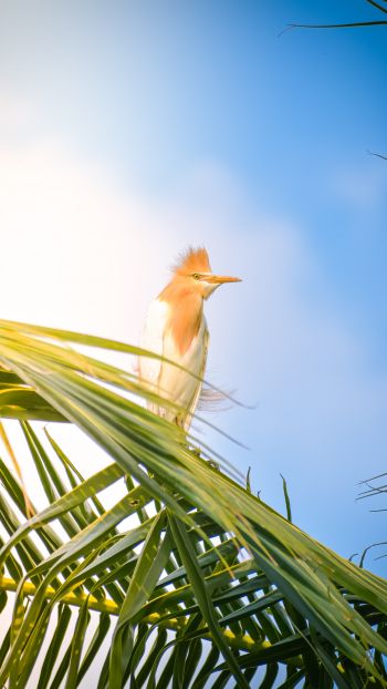 beautiful bird, palm tree Wallpaper 1080x1920
