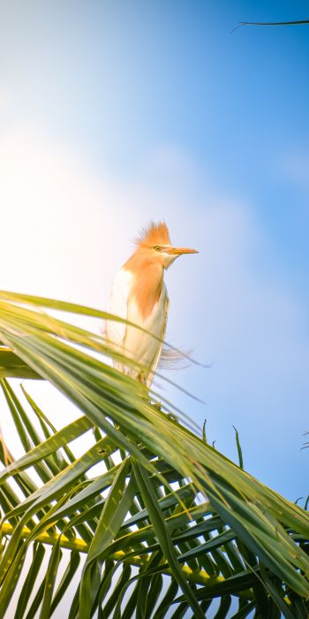 beautiful bird, palm tree Wallpaper 720x1440