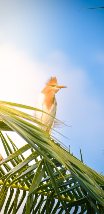 beautiful bird, palm tree Wallpaper 1440x2960