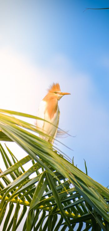 beautiful bird, palm tree Wallpaper 1080x2280
