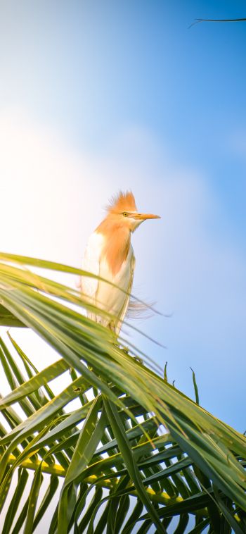 beautiful bird, palm tree Wallpaper 1080x2340