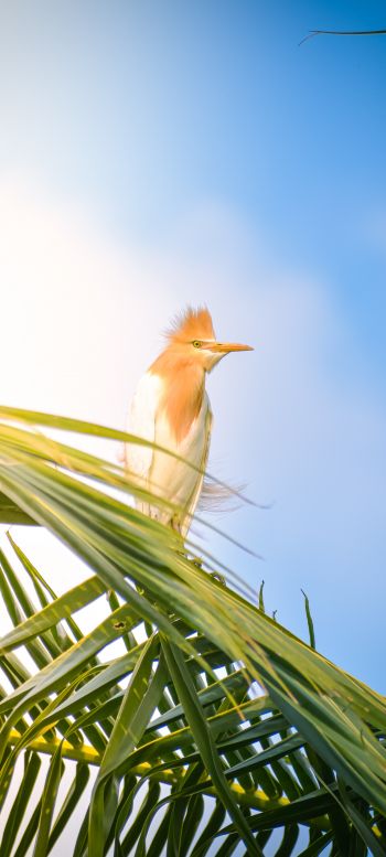 beautiful bird, palm tree Wallpaper 1440x3200
