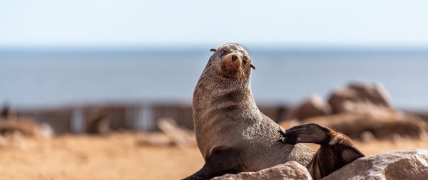 Cape Cross, Namibia Wallpaper 2560x1080