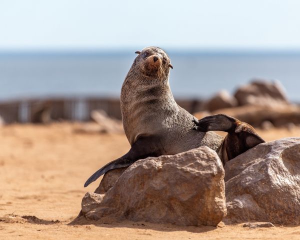 Cape Cross, Namibia Wallpaper 1280x1024