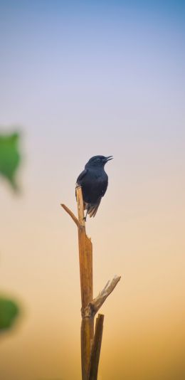 black bird, of nature Wallpaper 1080x2220