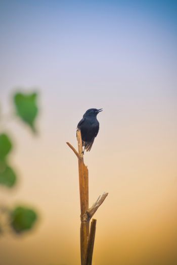 black bird, of nature Wallpaper 640x960