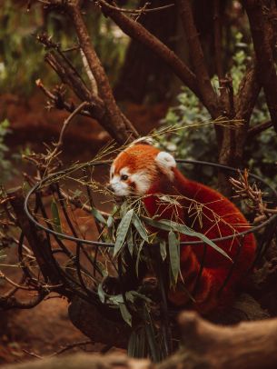 red panda, animal Wallpaper 1668x2224