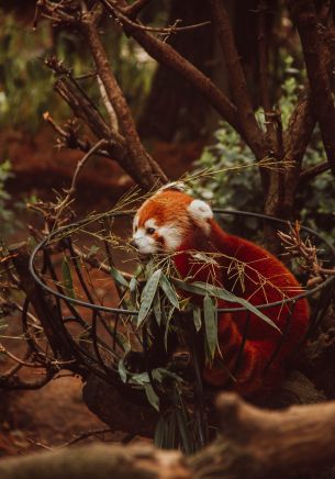 red panda, animal Wallpaper 1668x2388