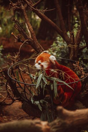 red panda, animal Wallpaper 3456x5184